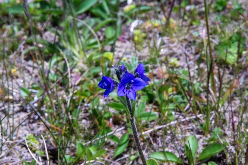 Veronica bellidioides photo 6