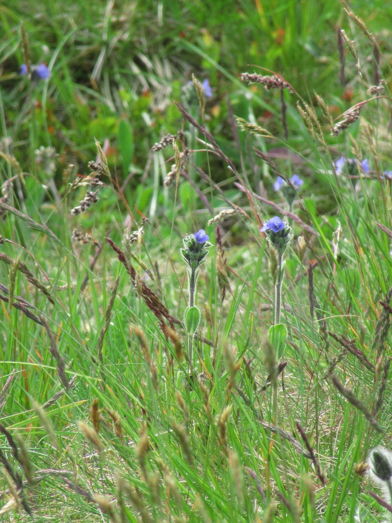 Veronica bellidioides photo 7