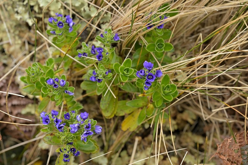Veronica benthamii