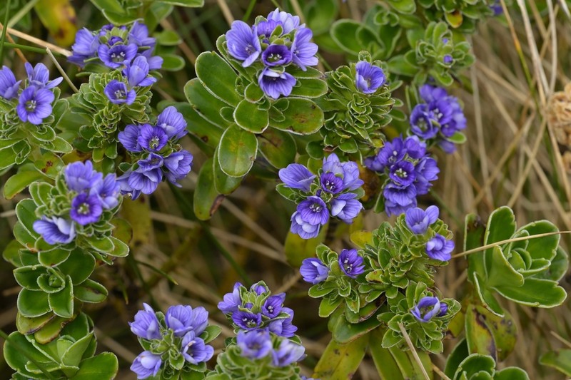 Veronica benthamii photo 2