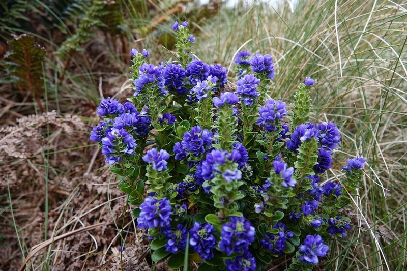 Veronica benthamii photo 3
