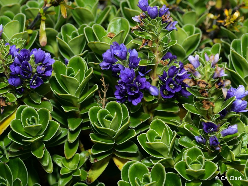 Veronica benthamii photo 4