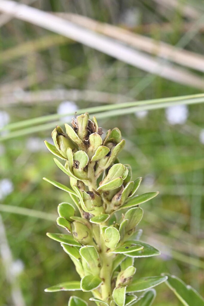 Veronica benthamii photo 5