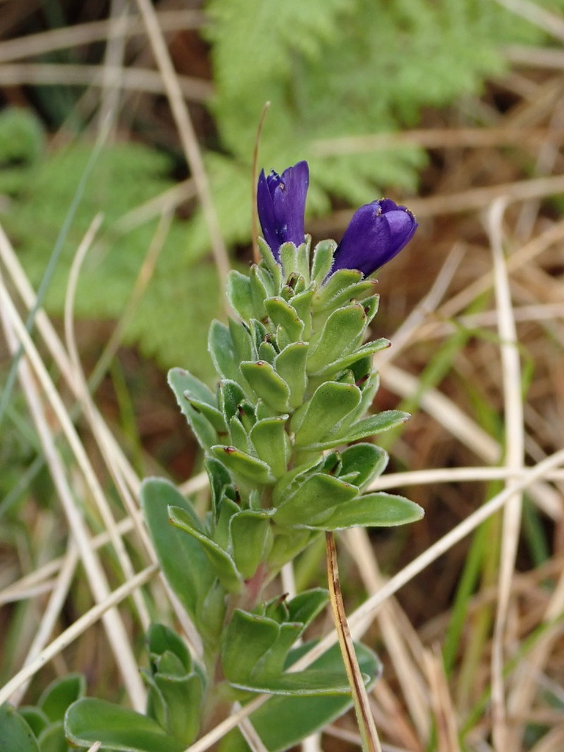 Veronica benthamii photo 6