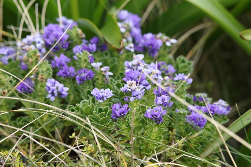 Veronica benthamii photo 7