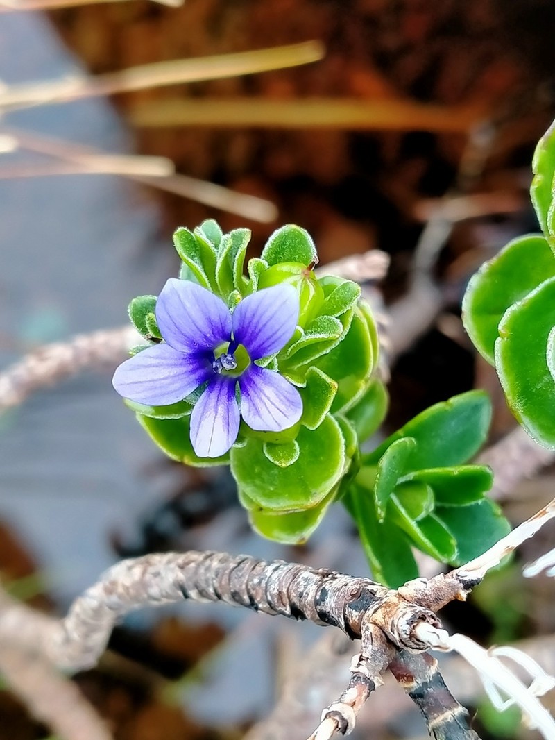 Veronica benthamii photo 8