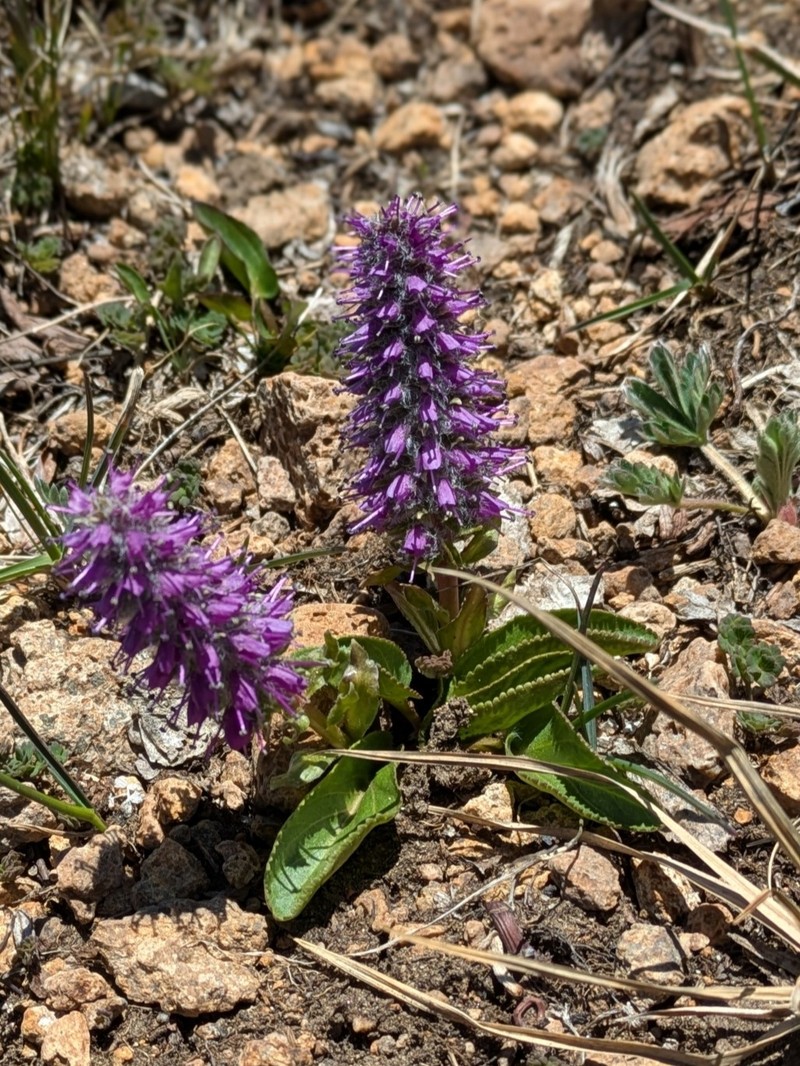 Alpine Besseya