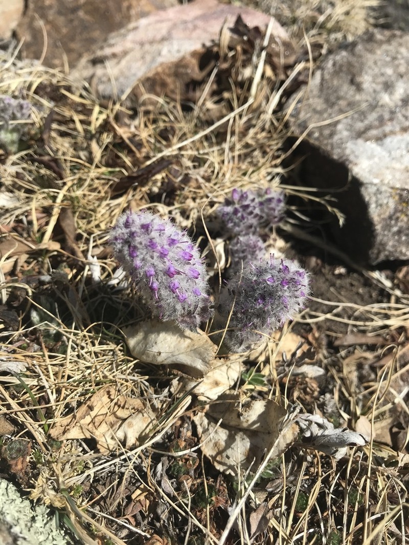 Alpine Besseya photo 2