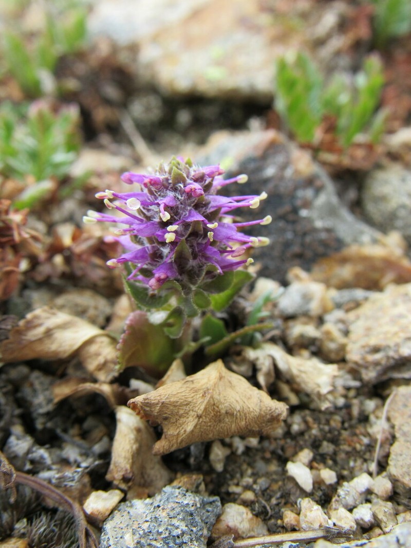 Alpine Besseya photo 3