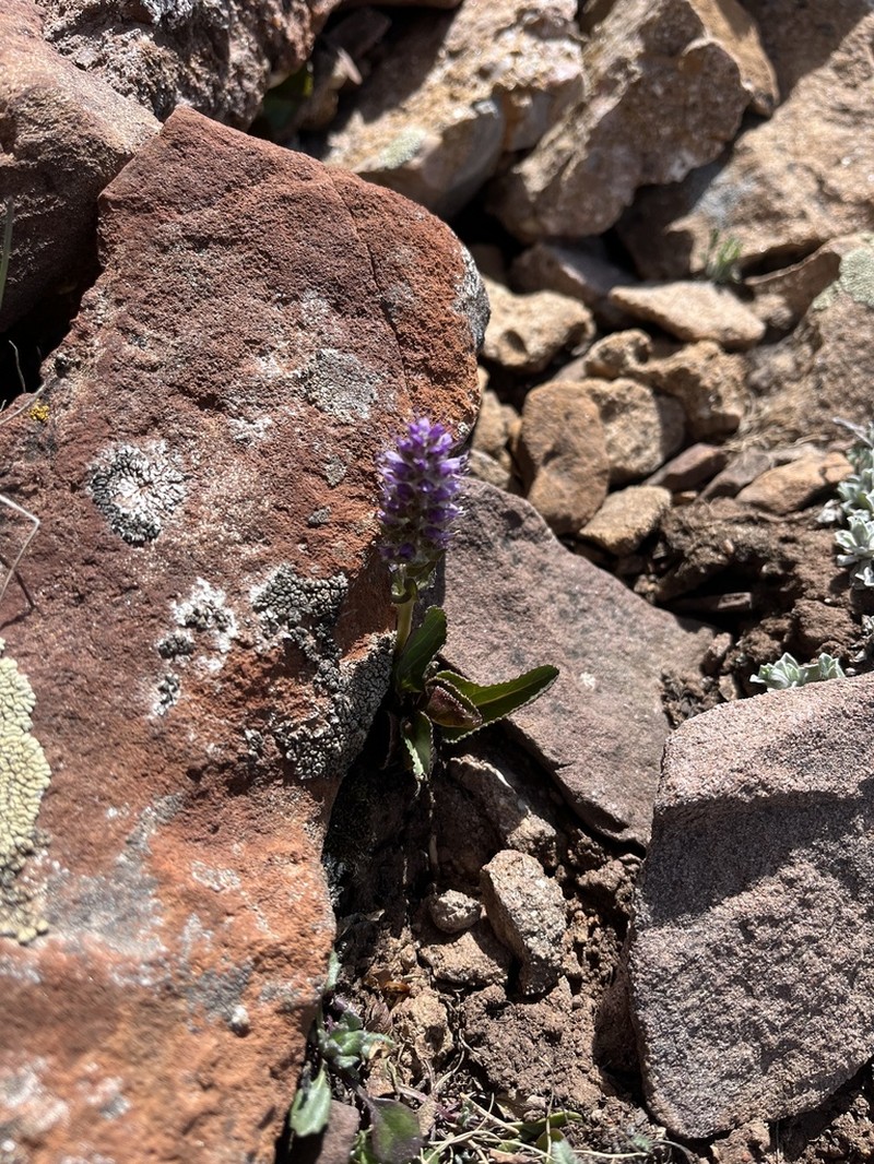 Alpine Besseya photo 4