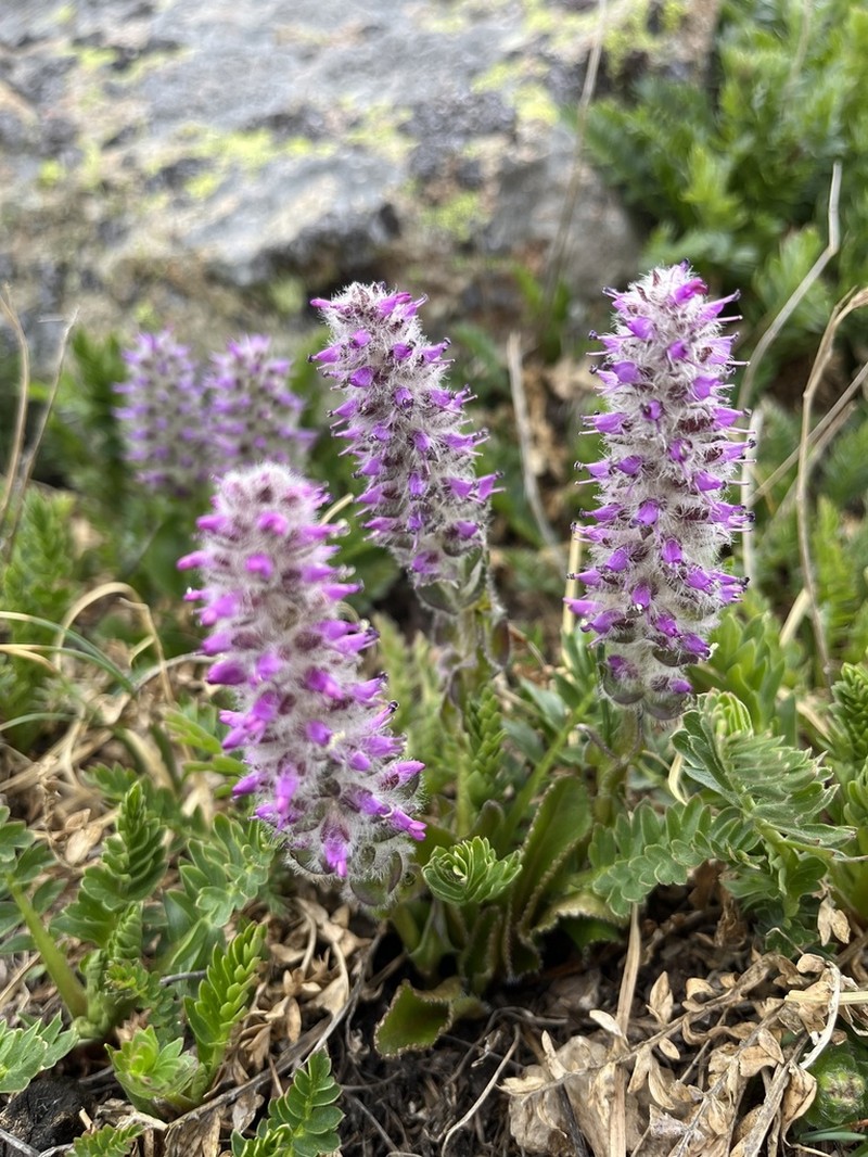 Alpine Besseya photo 5