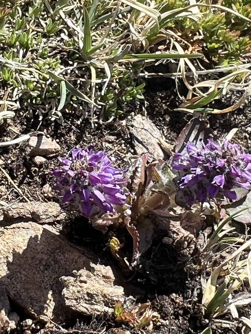 Alpine Besseya photo 6