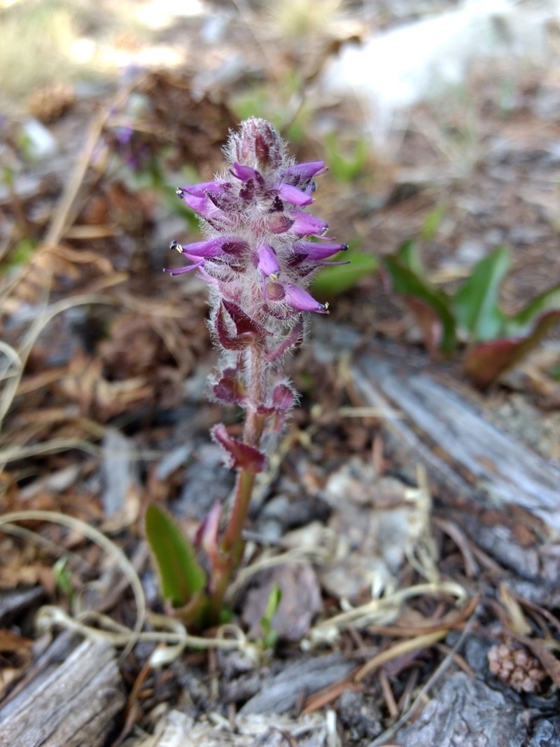 Alpine Besseya photo 7