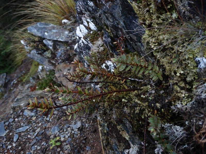 Veronica biggarii