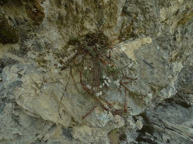 Veronica biggarii photo 2