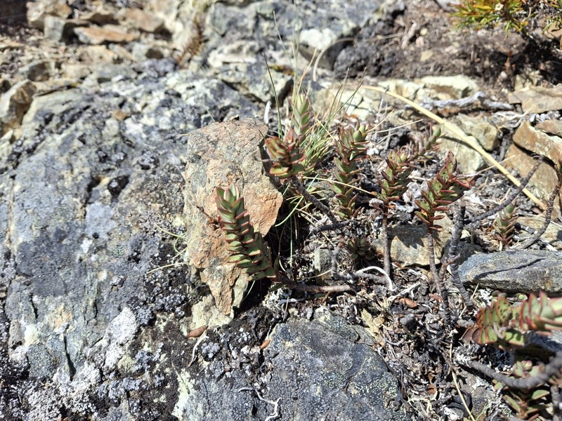 Veronica biggarii photo 7