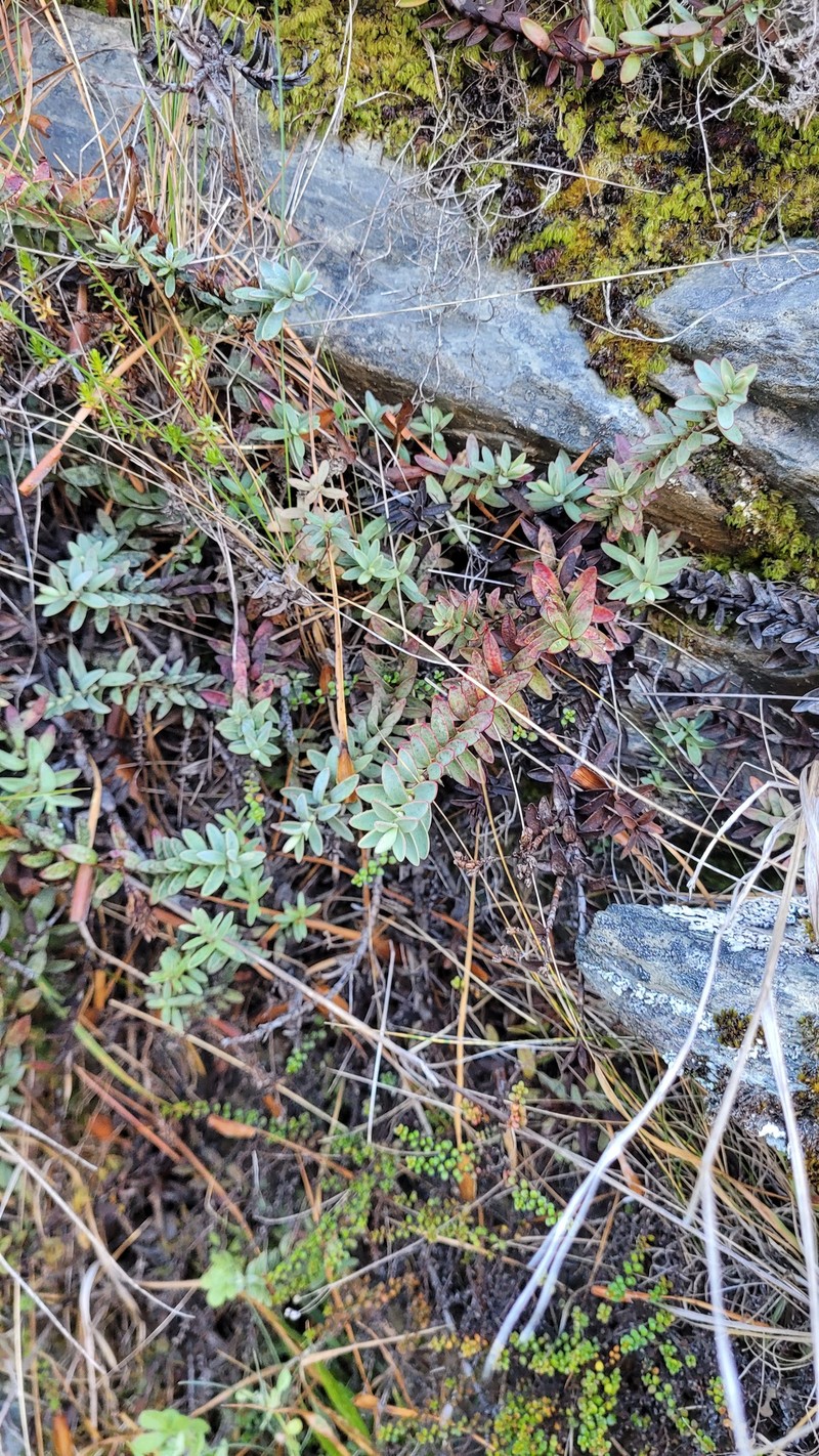 Veronica biggarii photo 8