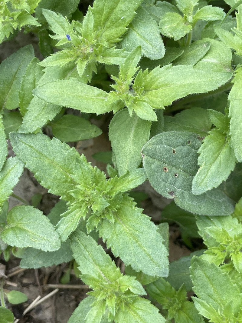 Twolobe Speedwell