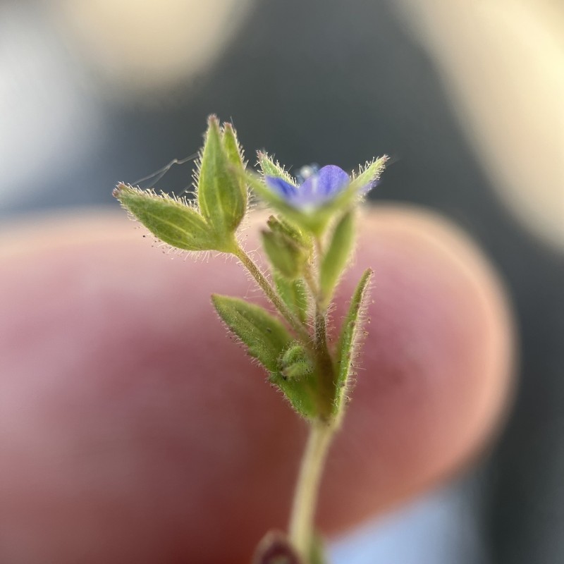 Twolobe Speedwell photo 2