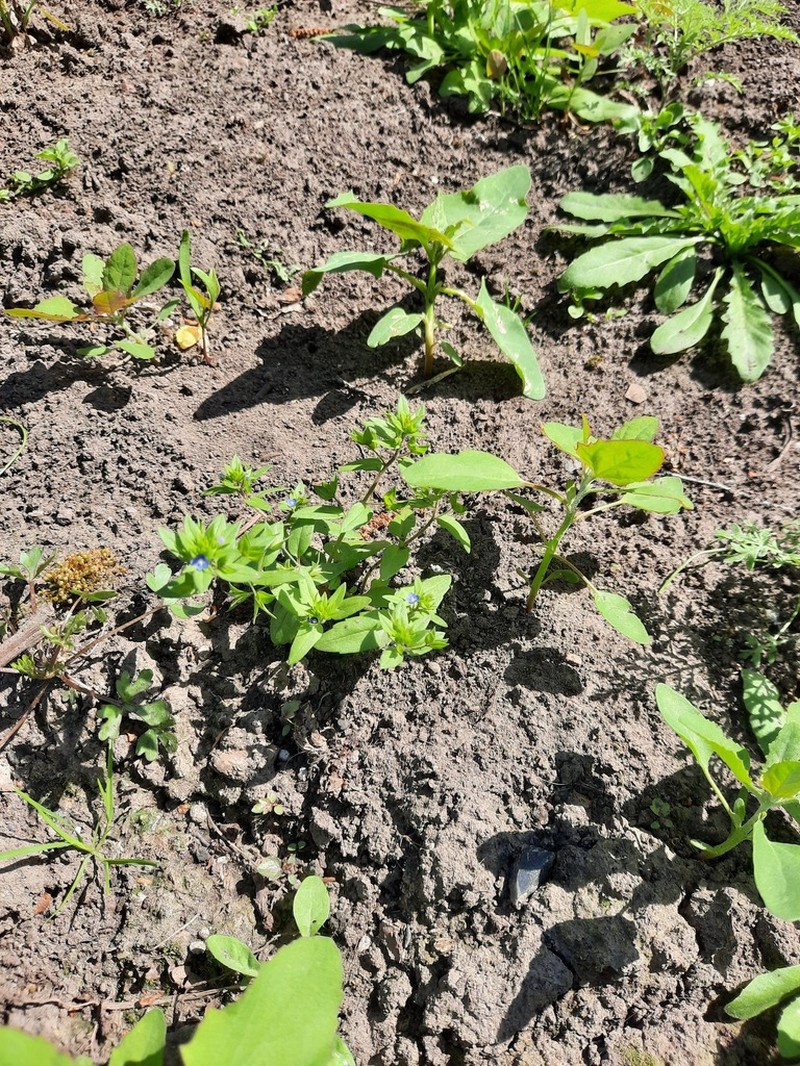 Twolobe Speedwell photo 3