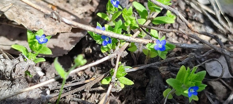 Twolobe Speedwell photo 4