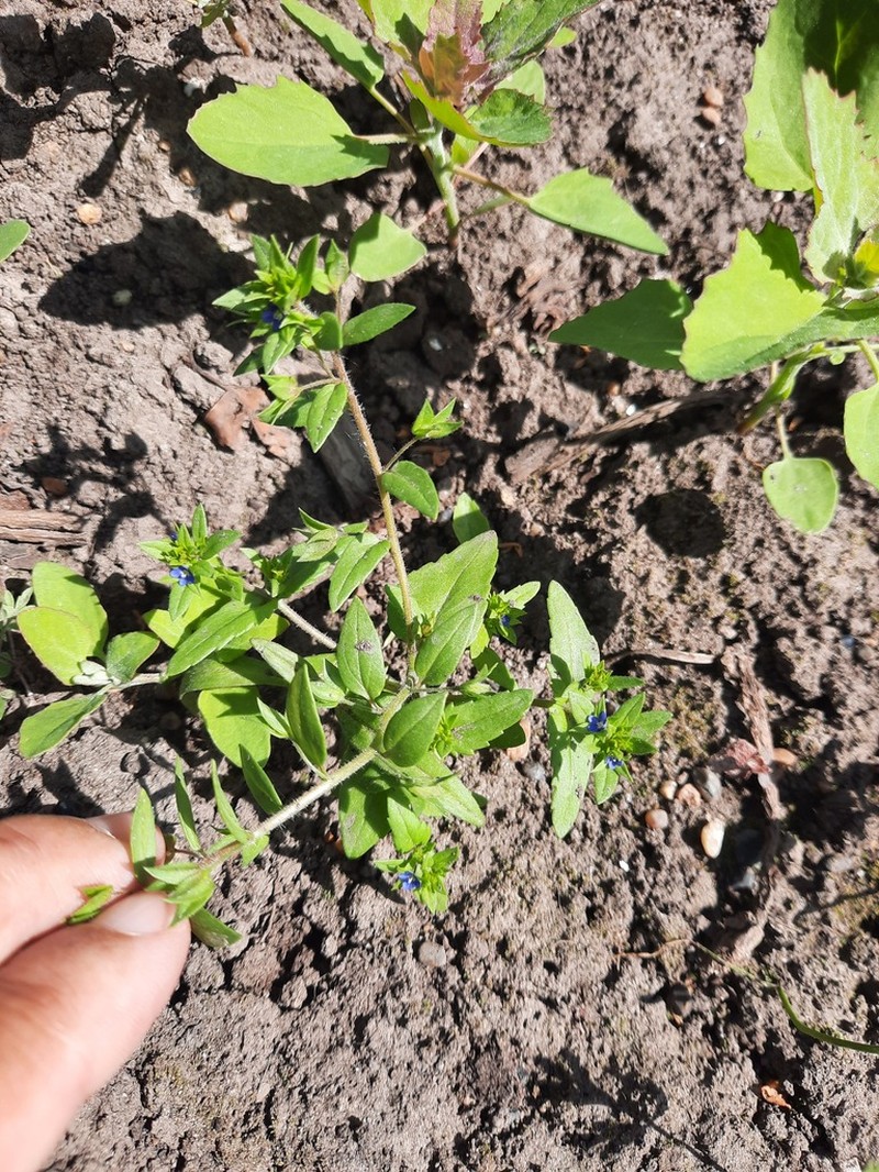 Twolobe Speedwell photo 5