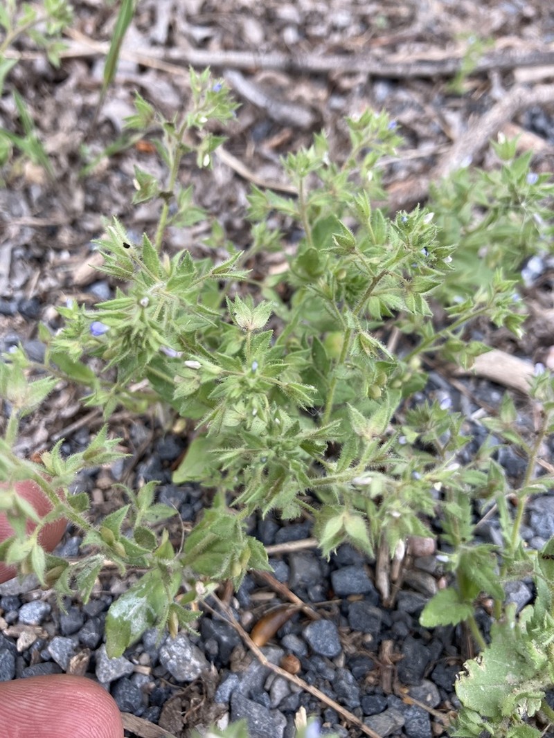Twolobe Speedwell photo 6