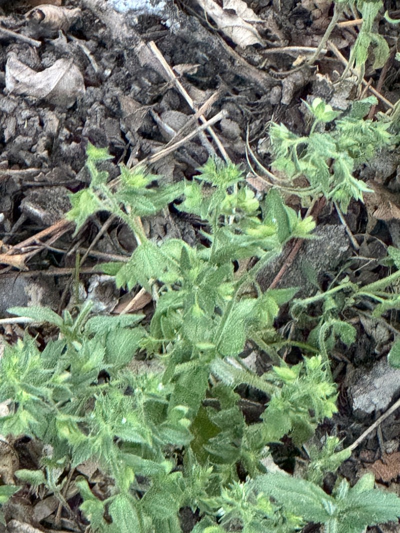 Twolobe Speedwell photo 7