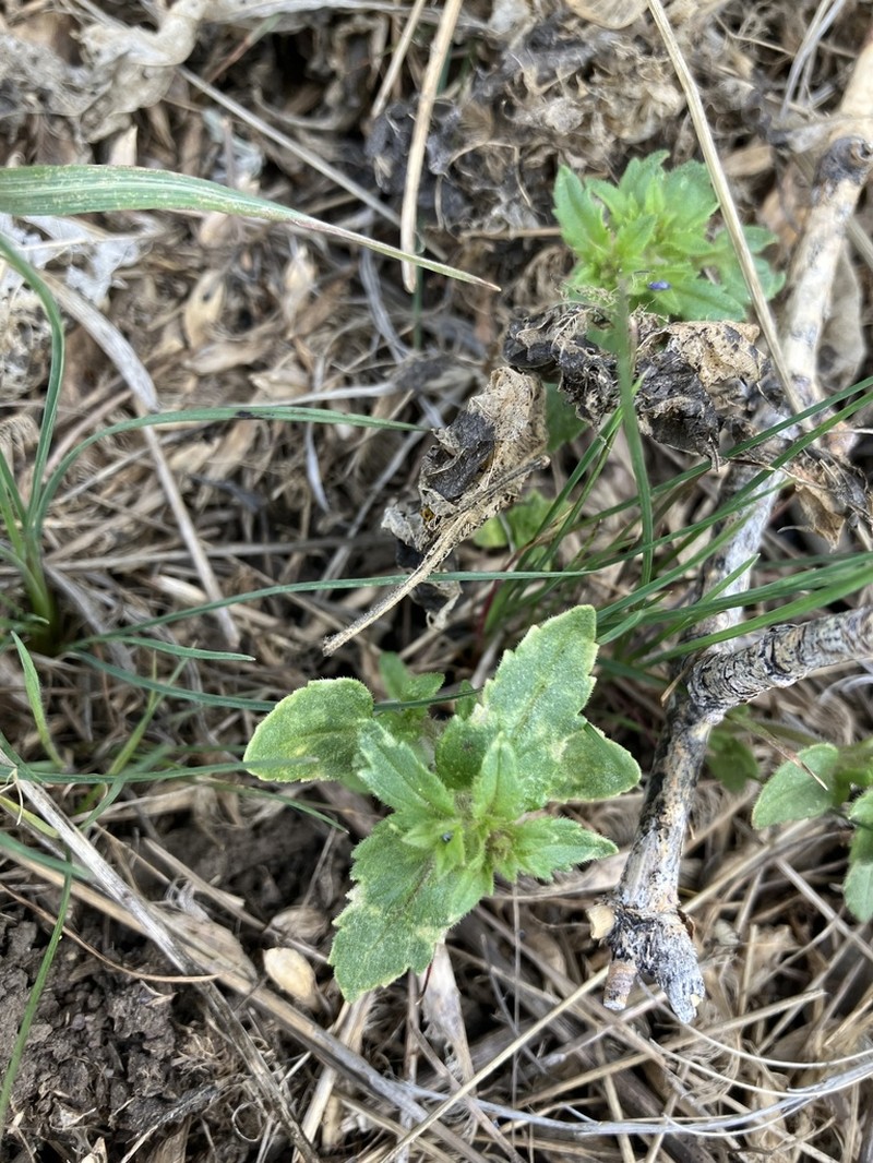 Twolobe Speedwell photo 8
