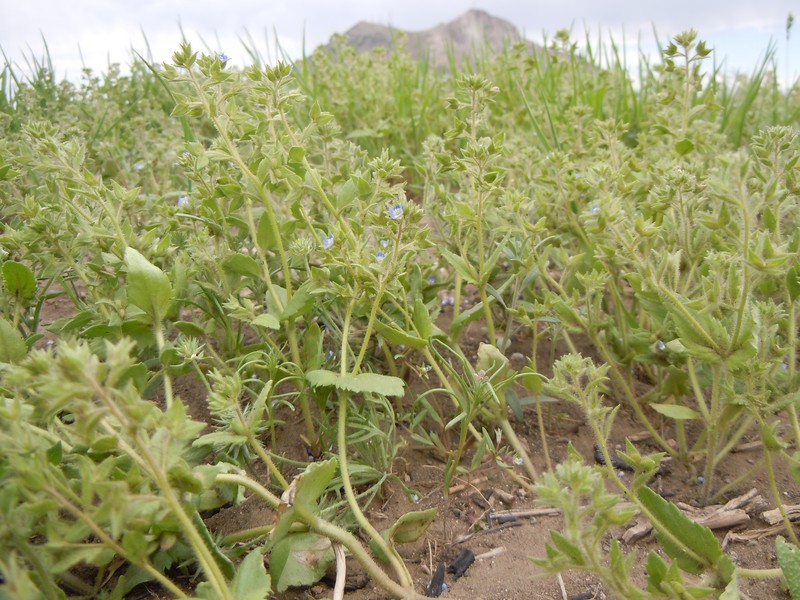 Twolobe Speedwell photo 3
