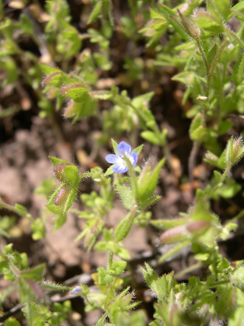 Twolobe Speedwell photo 2