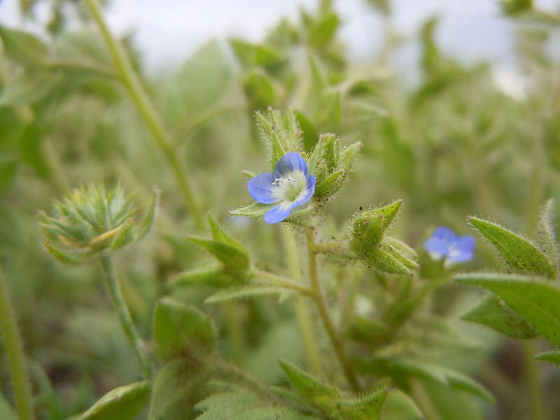 Twolobe Speedwell