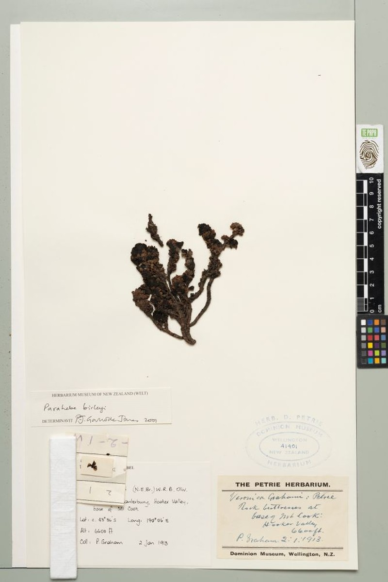 Veronica birleyi photo 7