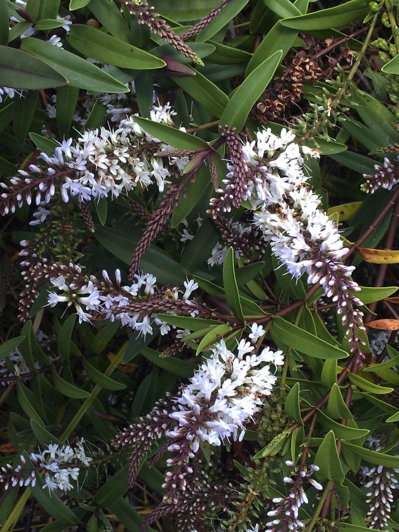 Veronica bishopiana