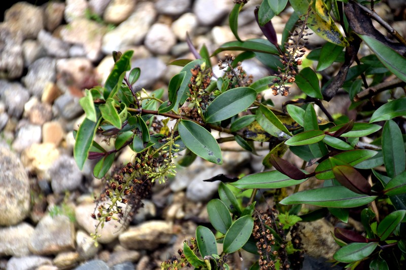 Veronica bishopiana photo 2