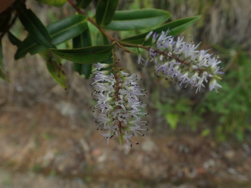 Veronica bishopiana photo 3
