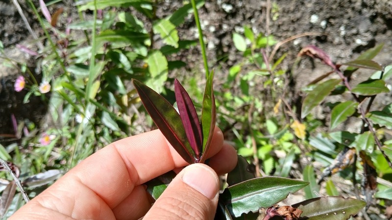 Veronica bishopiana photo 5