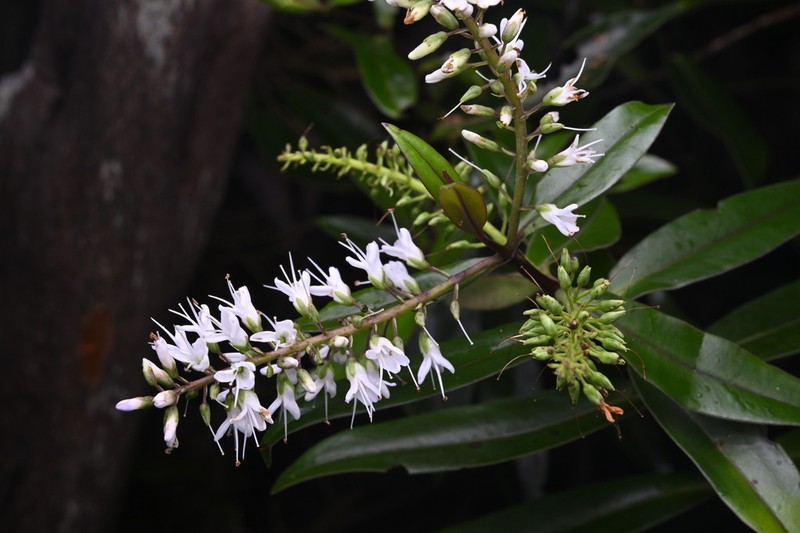 Veronica bishopiana photo 6