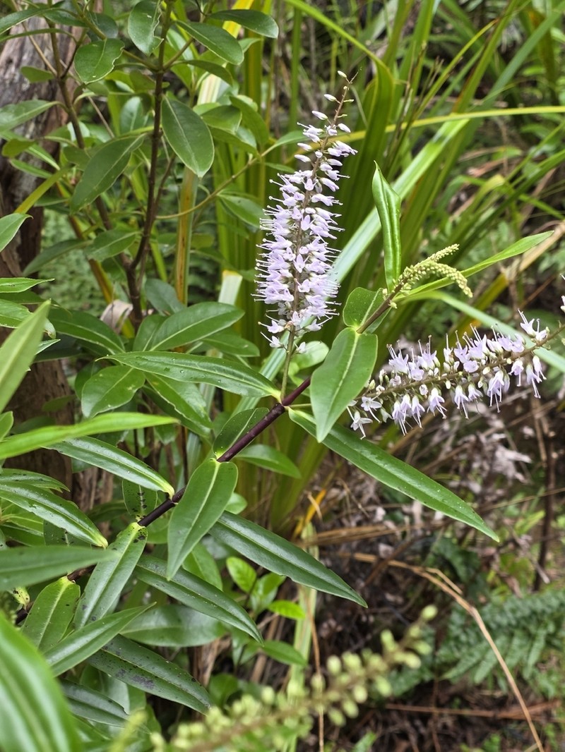 Veronica bishopiana photo 7