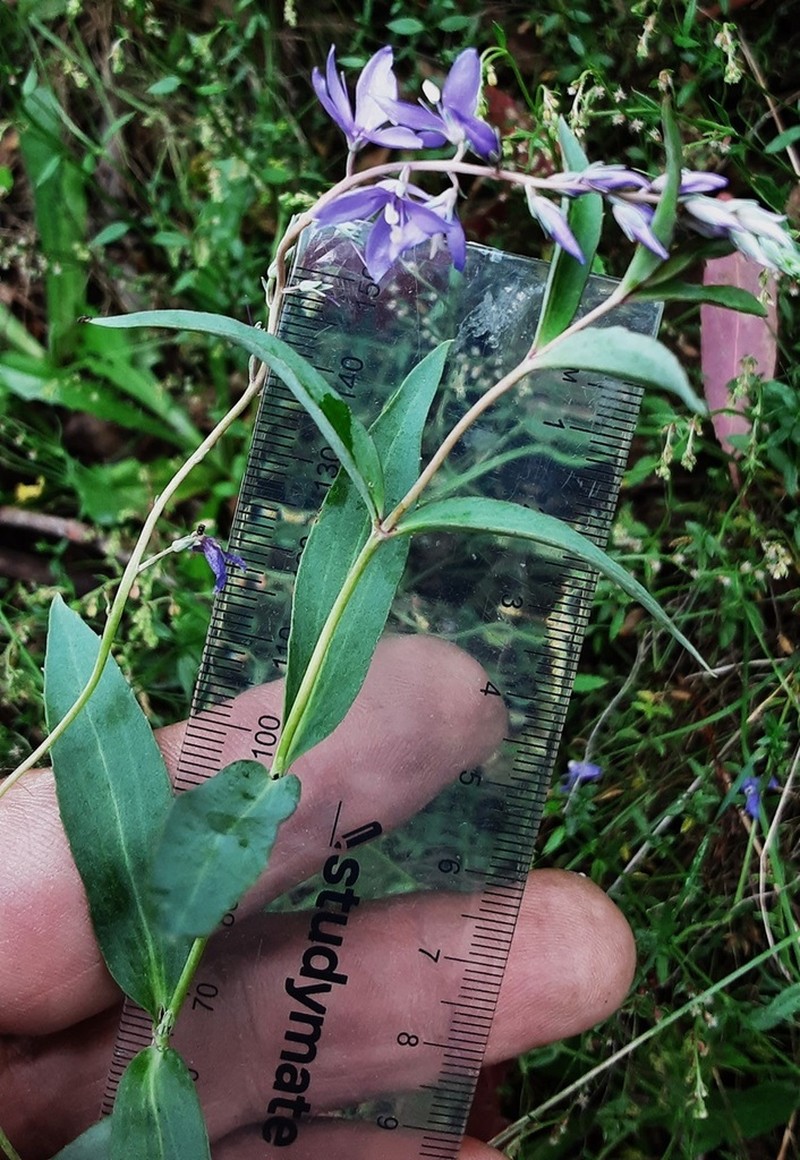 Veronica blakelyi