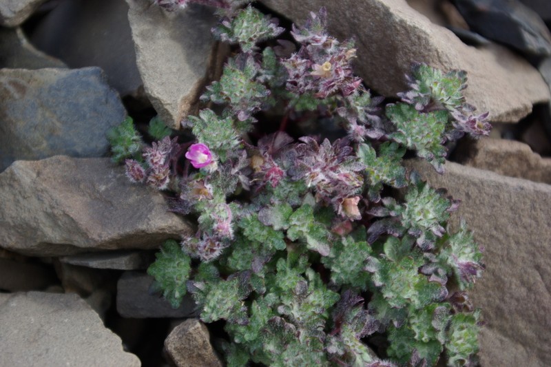 Veronica bogosensis