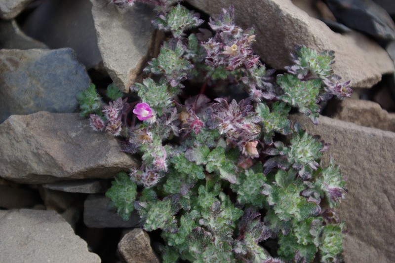 Veronica bogosensis photo 2