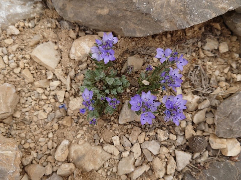 Veronica bolkardaghensis photo 2