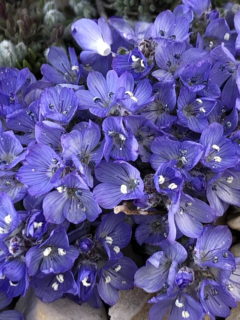 Veronica bolkardaghensis photo 3