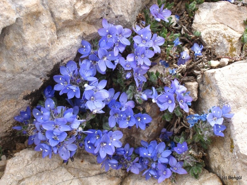 Veronica bolkardaghensis photo 6