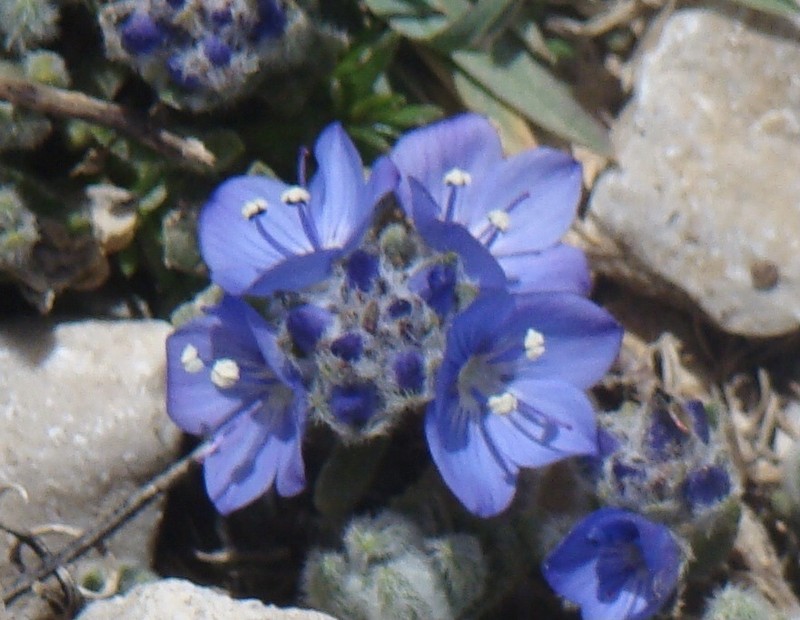 Veronica bolkardaghensis photo 7