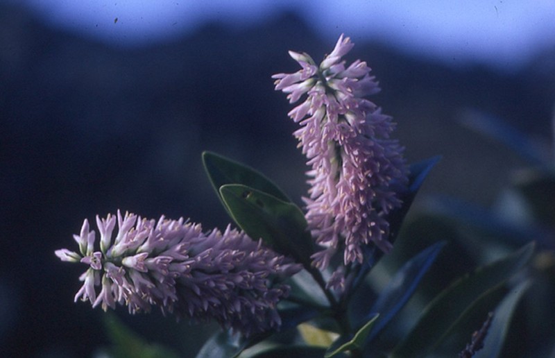 Veronica bollonsii