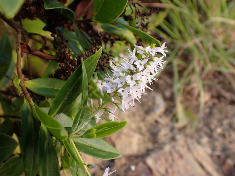 Veronica bollonsii photo 2