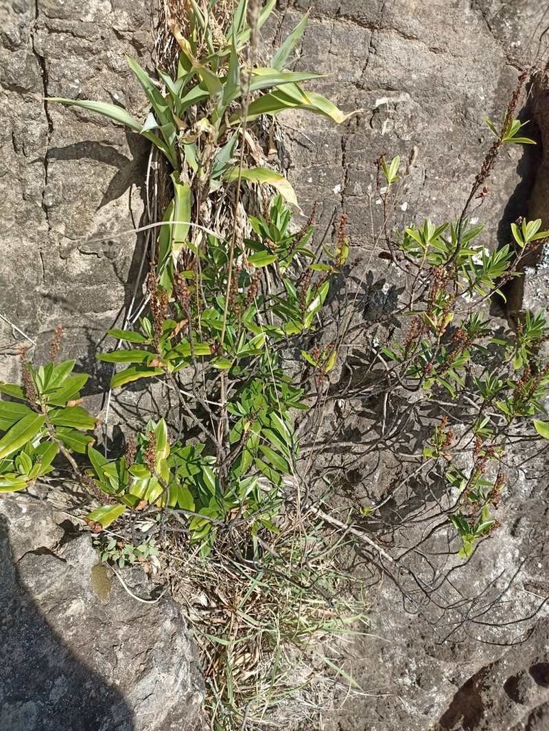 Veronica bollonsii photo 3