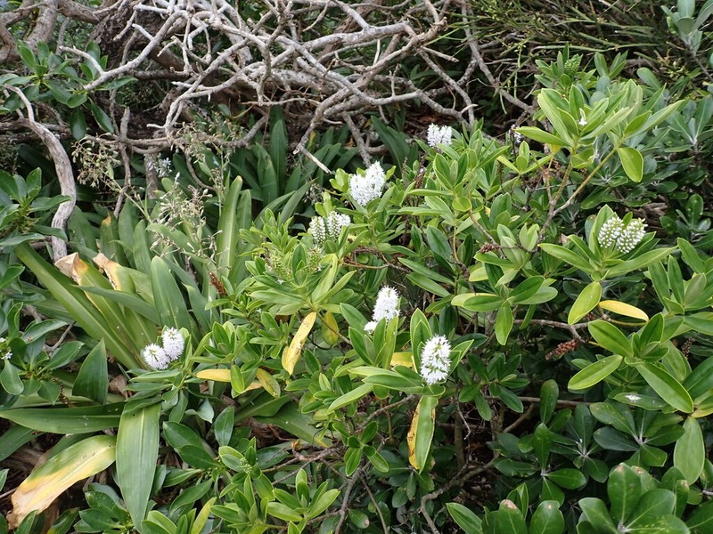 Veronica bollonsii photo 4
